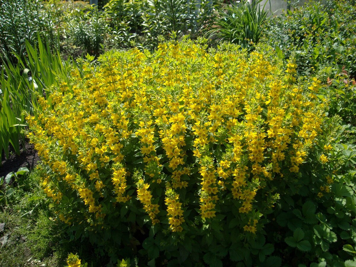Вербейник точечный (Lysimachia punctata)