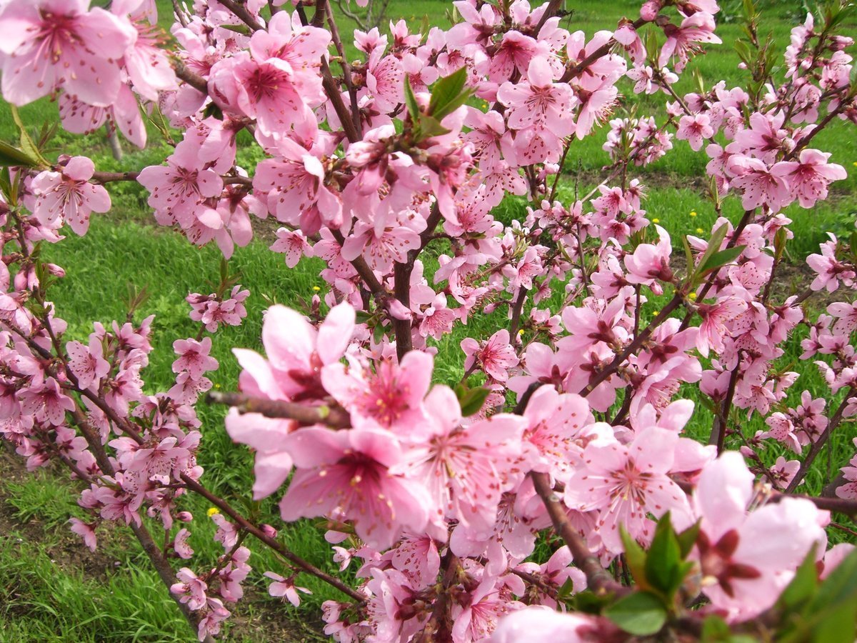 Куст цветущий розовыми цветами весной