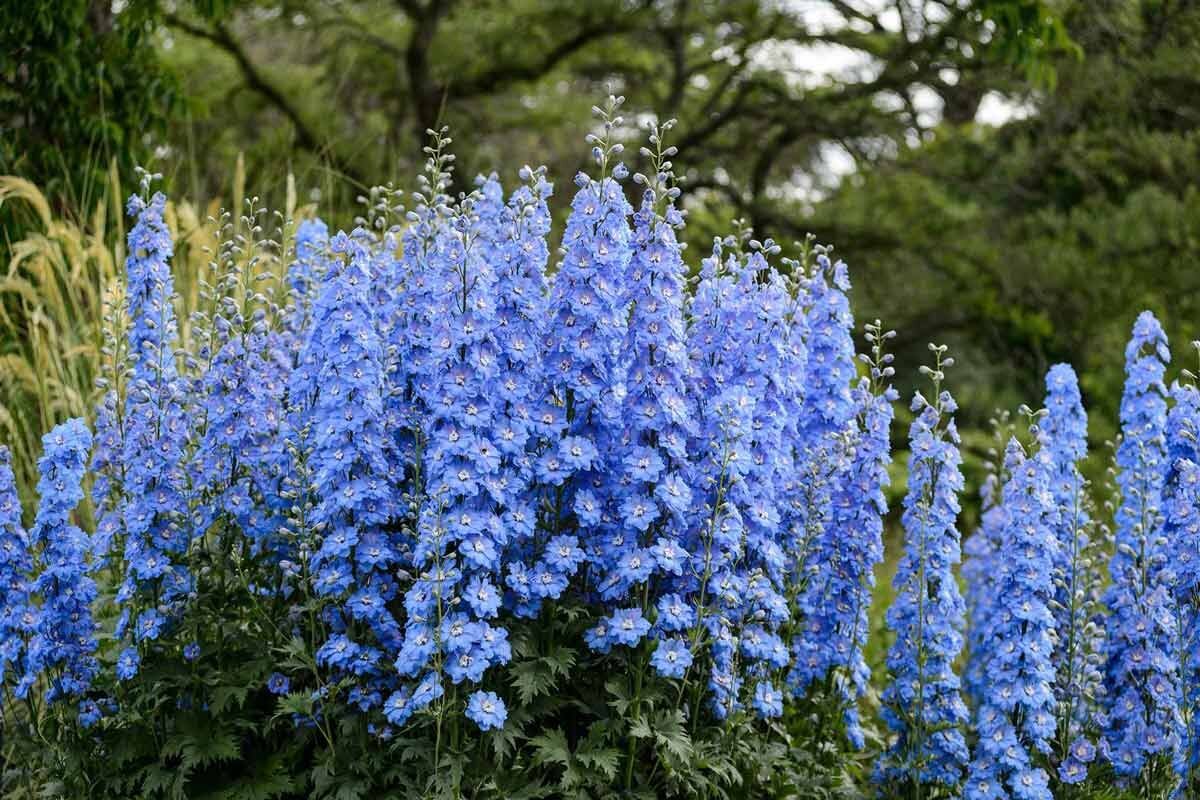 Высокие синие цветы многолетники