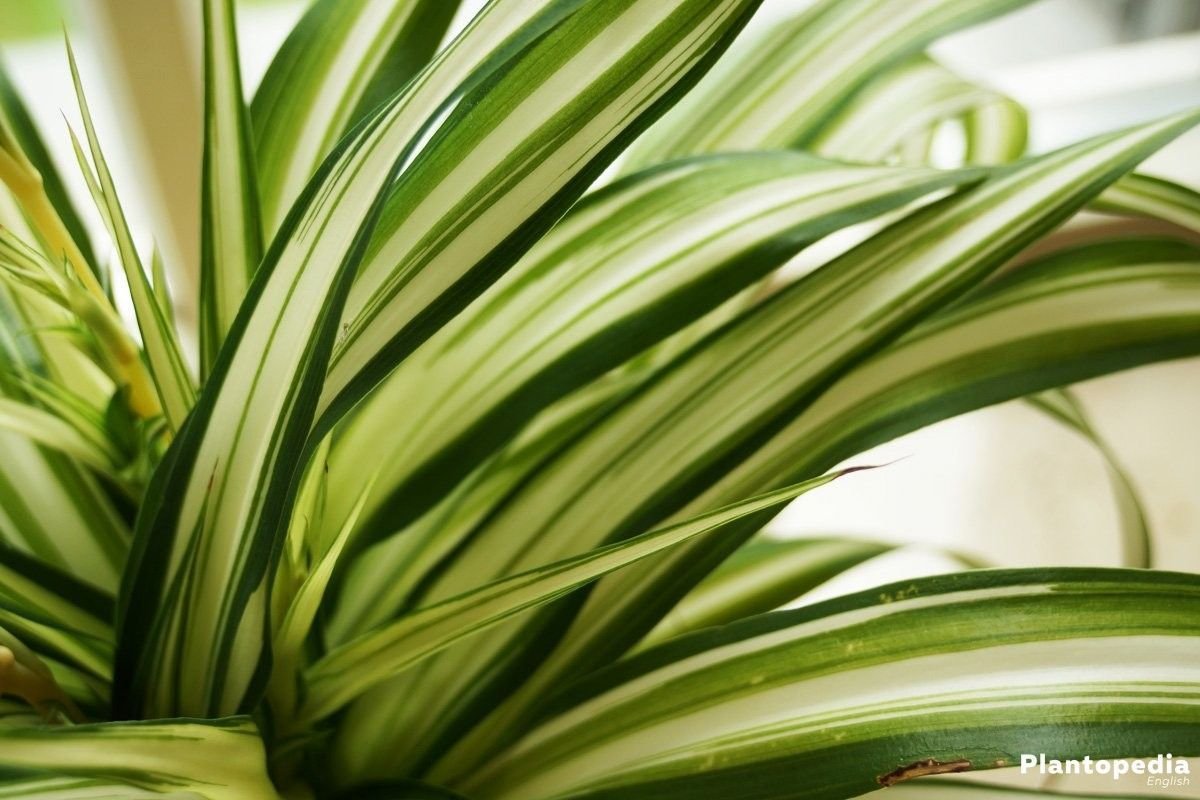 Chlorophytum comosum 'Lemon'