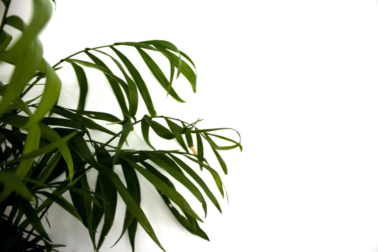 White plant. Растения Минимализм. Комнатные цветы Минимализм. Обои на рабочий стол растения. Растение Пальма зеленое и белое.