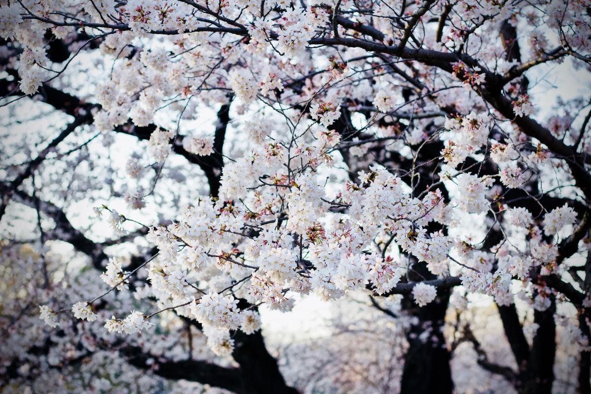 Цветущее дерево с белыми цветами весной