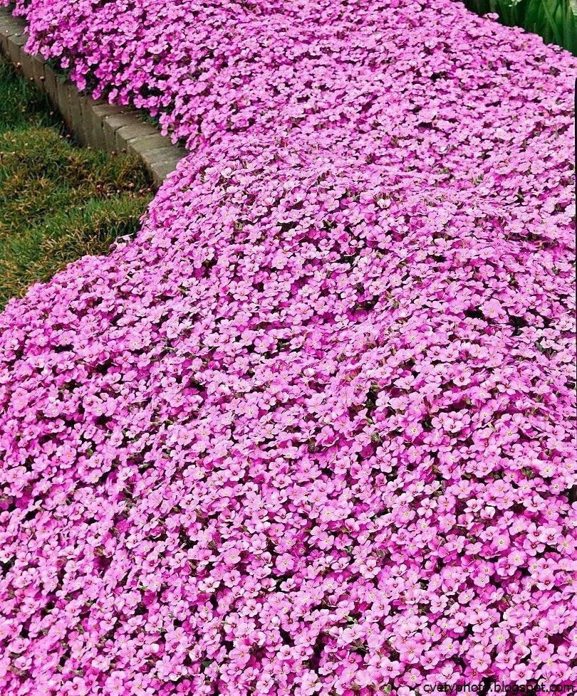 Цветы стелющиеся по земле ковром