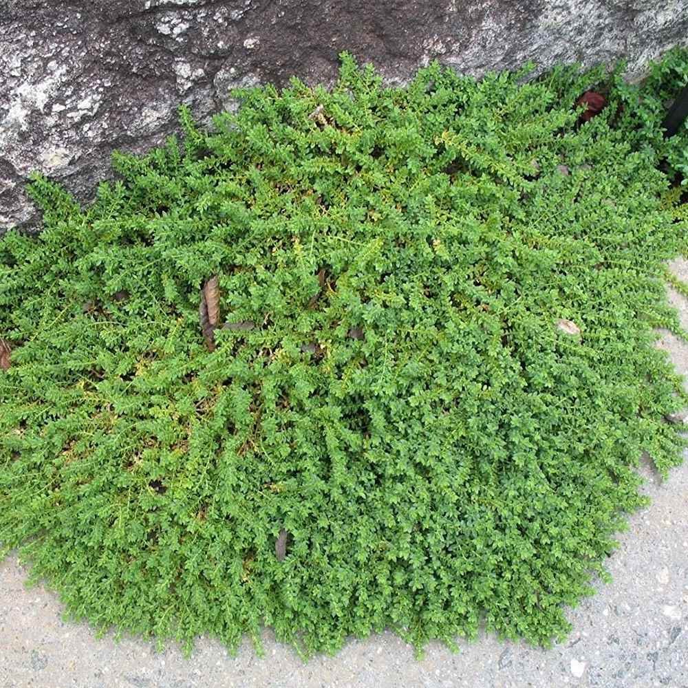 Грыжник гладкий (Herniaria glabra)