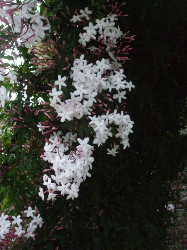Вьющееся комнатное растение с белыми цветами