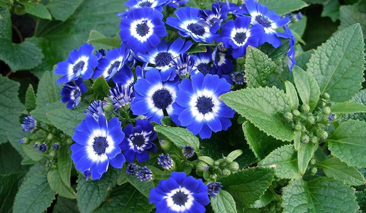 Синие цветы однолетки