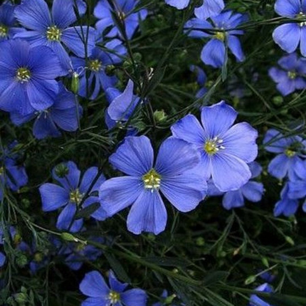 Лён многолетний (Linum perenne l.)