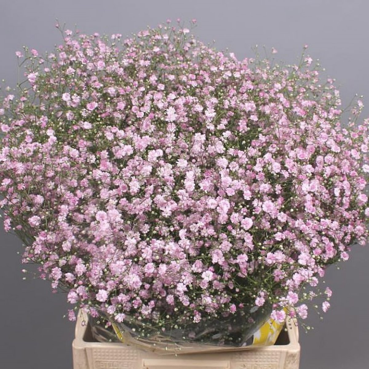 Гипсофила метельчатая Pink