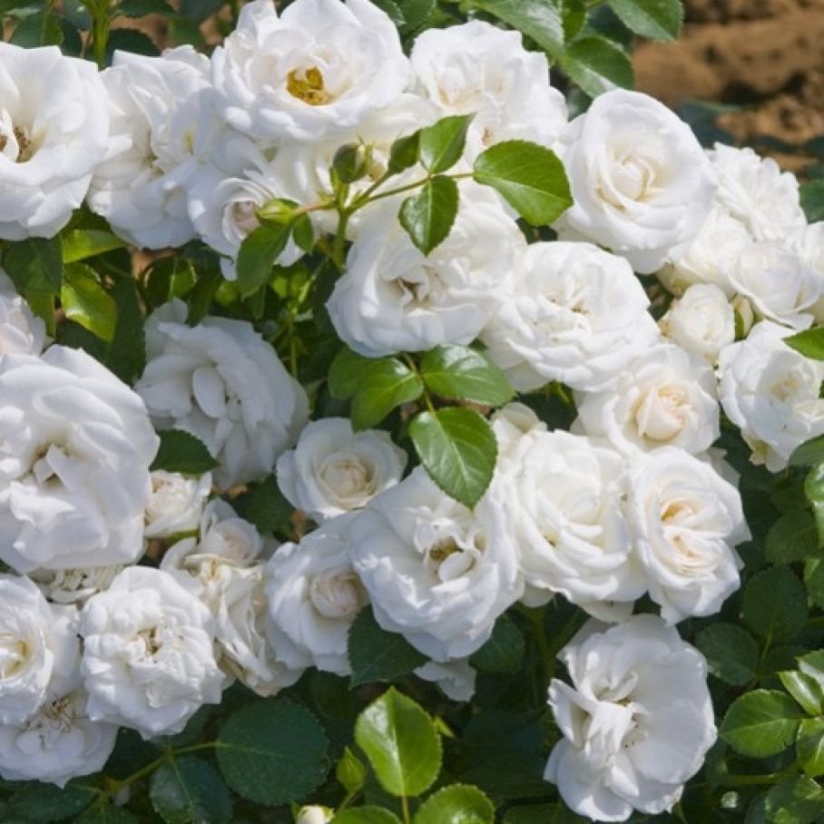 Роза Нэж д`этэ (Rosa neige d'ete)