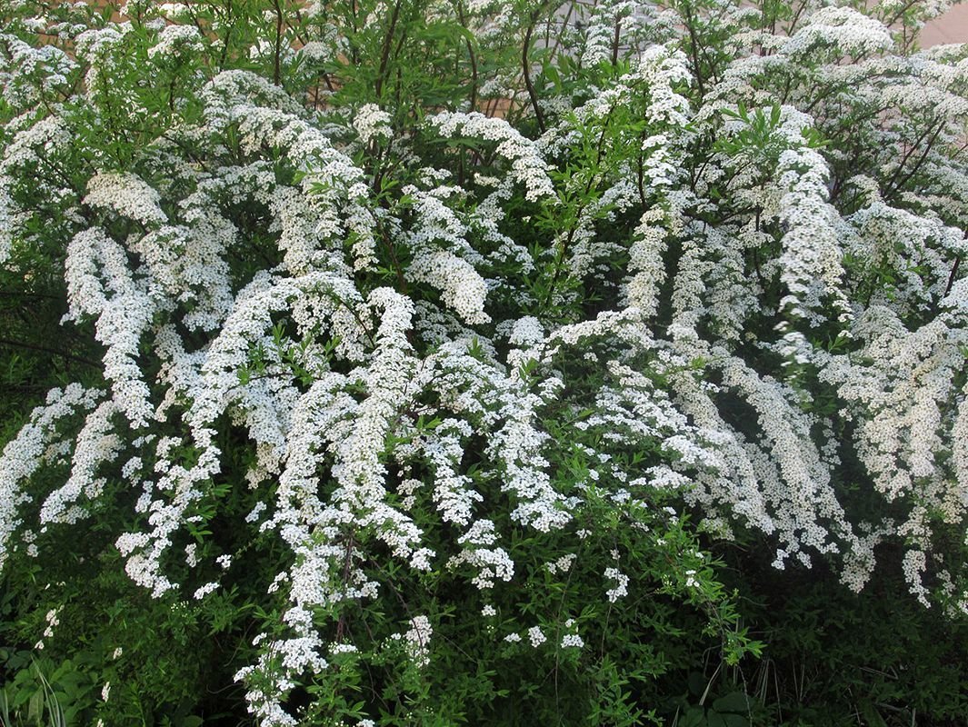 Спирея Тунберга (Spiraea thunbergii)
