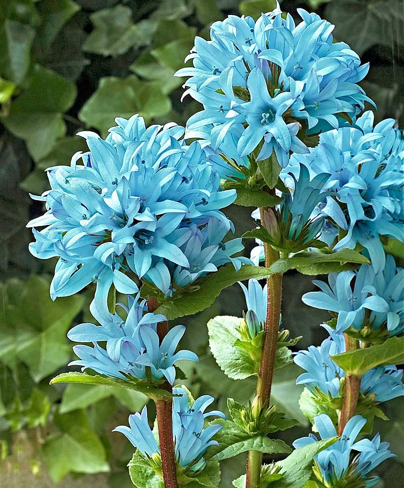 Цветы синего цвета многолетники