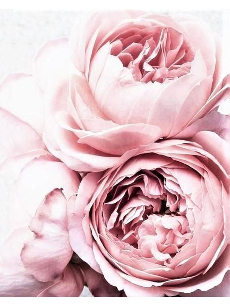 Пиони Пинк Peony Pink роза