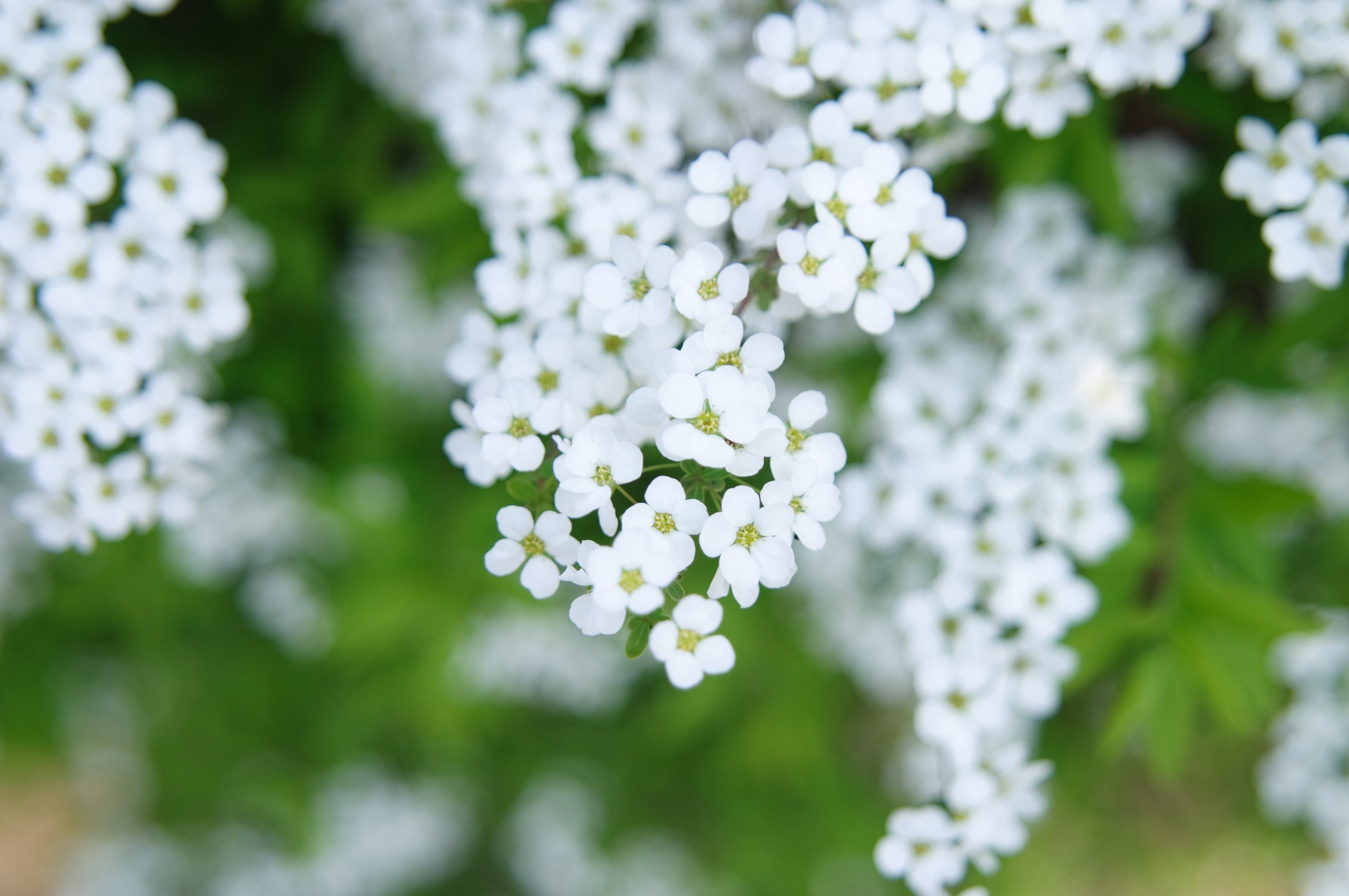 Белые цветочки картинки. Маленькие беленькие цветочки. Белые цветы. Мелкие белые цветочки. Белые мелкие весенние цветы.