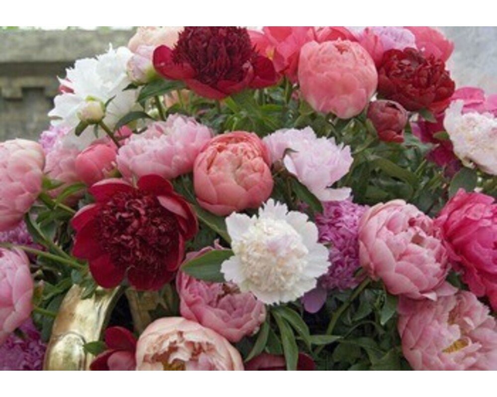 Пион Paeonia