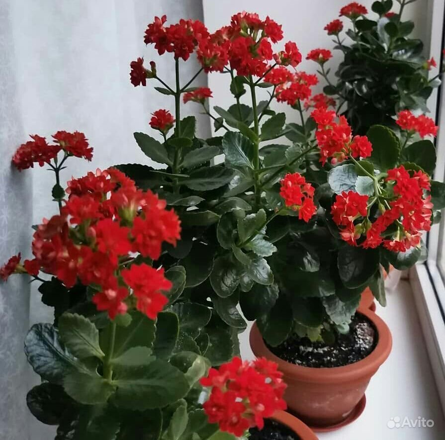 Аллергические цветы комнатные