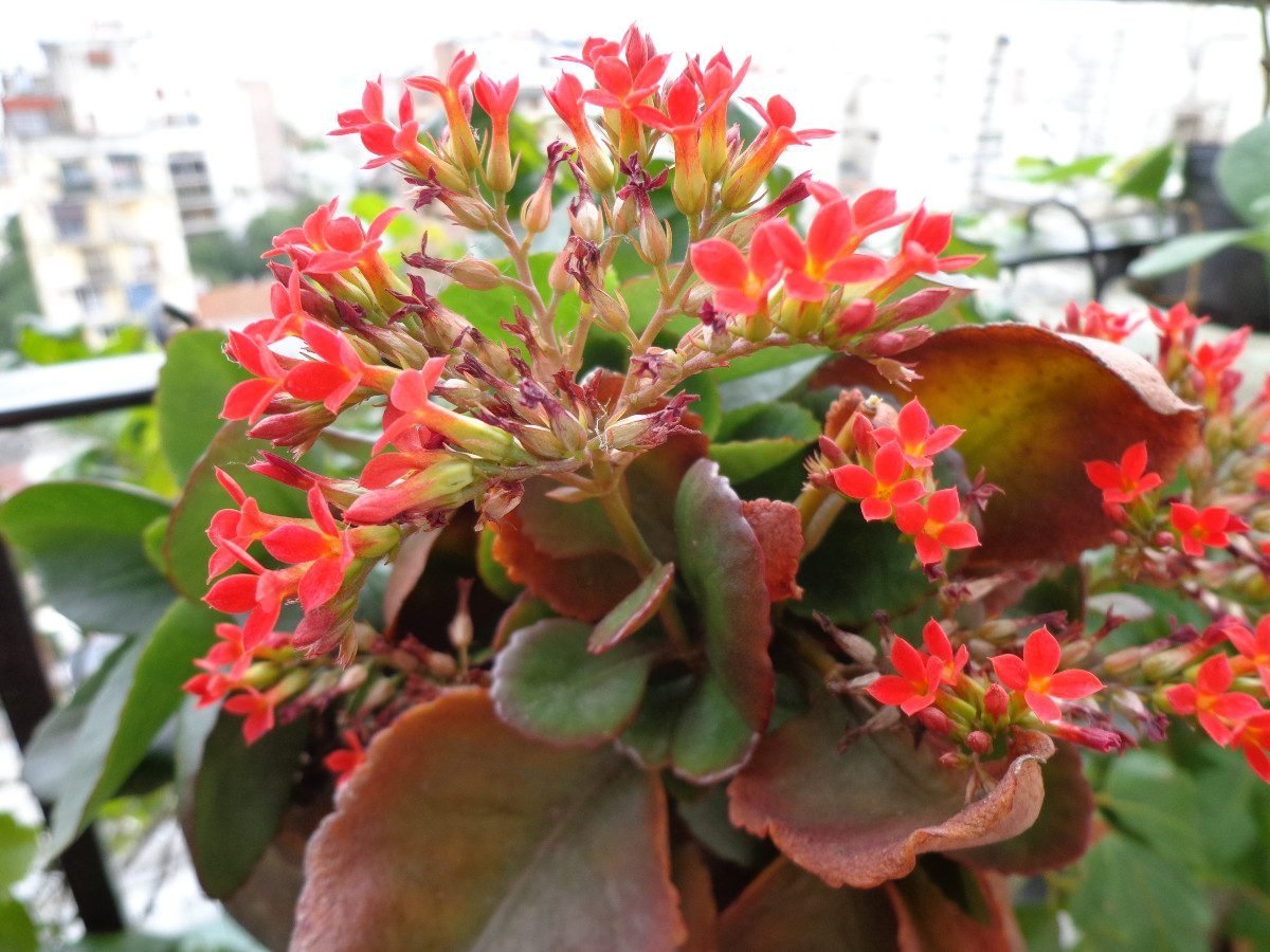 Каланхоэ Бовери Kalanchoe beauverdii