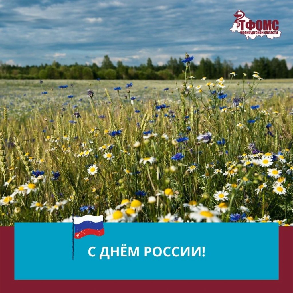 Васильково Ромашковое поле
