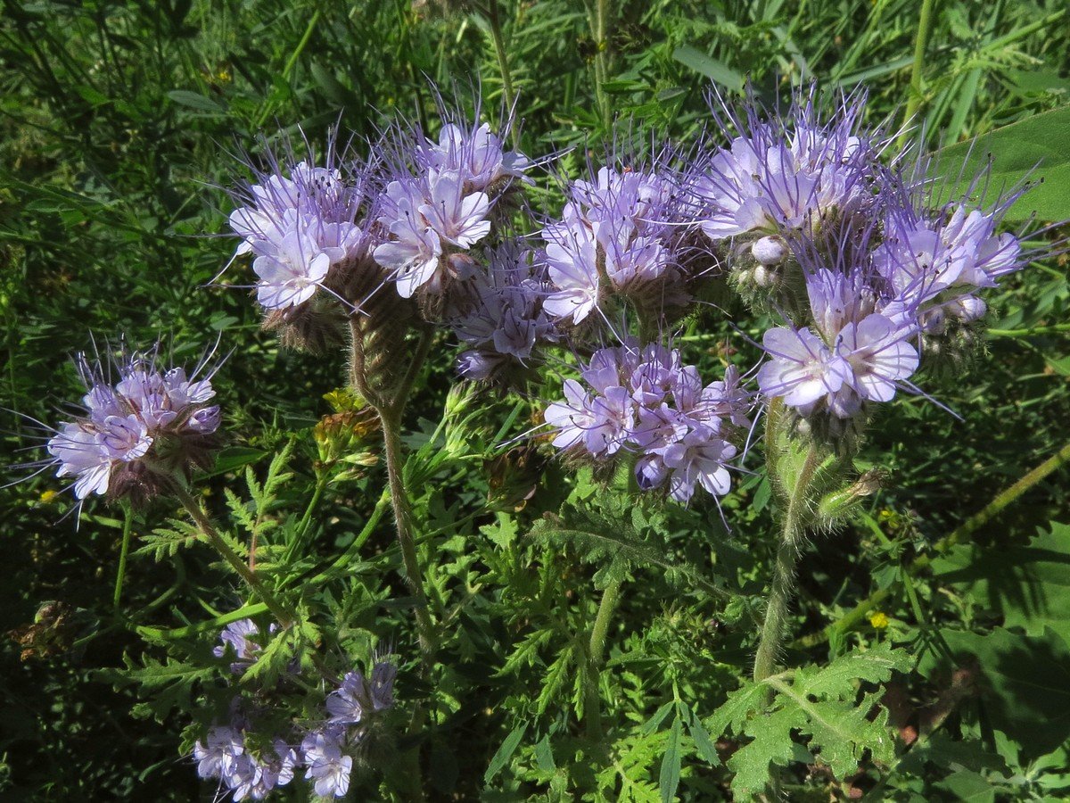 Фацелия пижмолистная Phacelia tanacetifolia