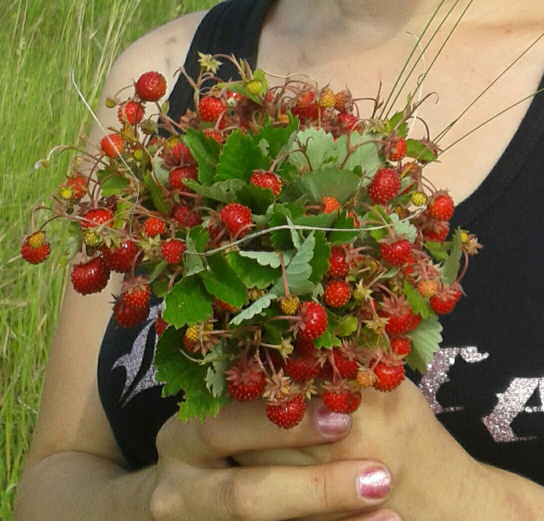 Сбор Лесной земляники