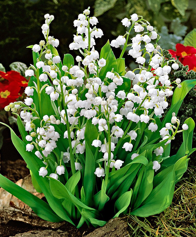 Ландыш горный Convallaria Montana