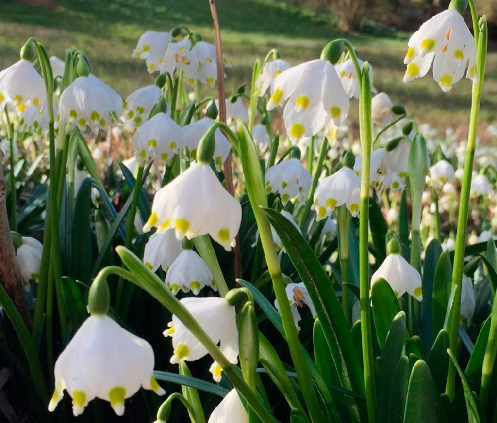 Белоцветник (Leucojum)