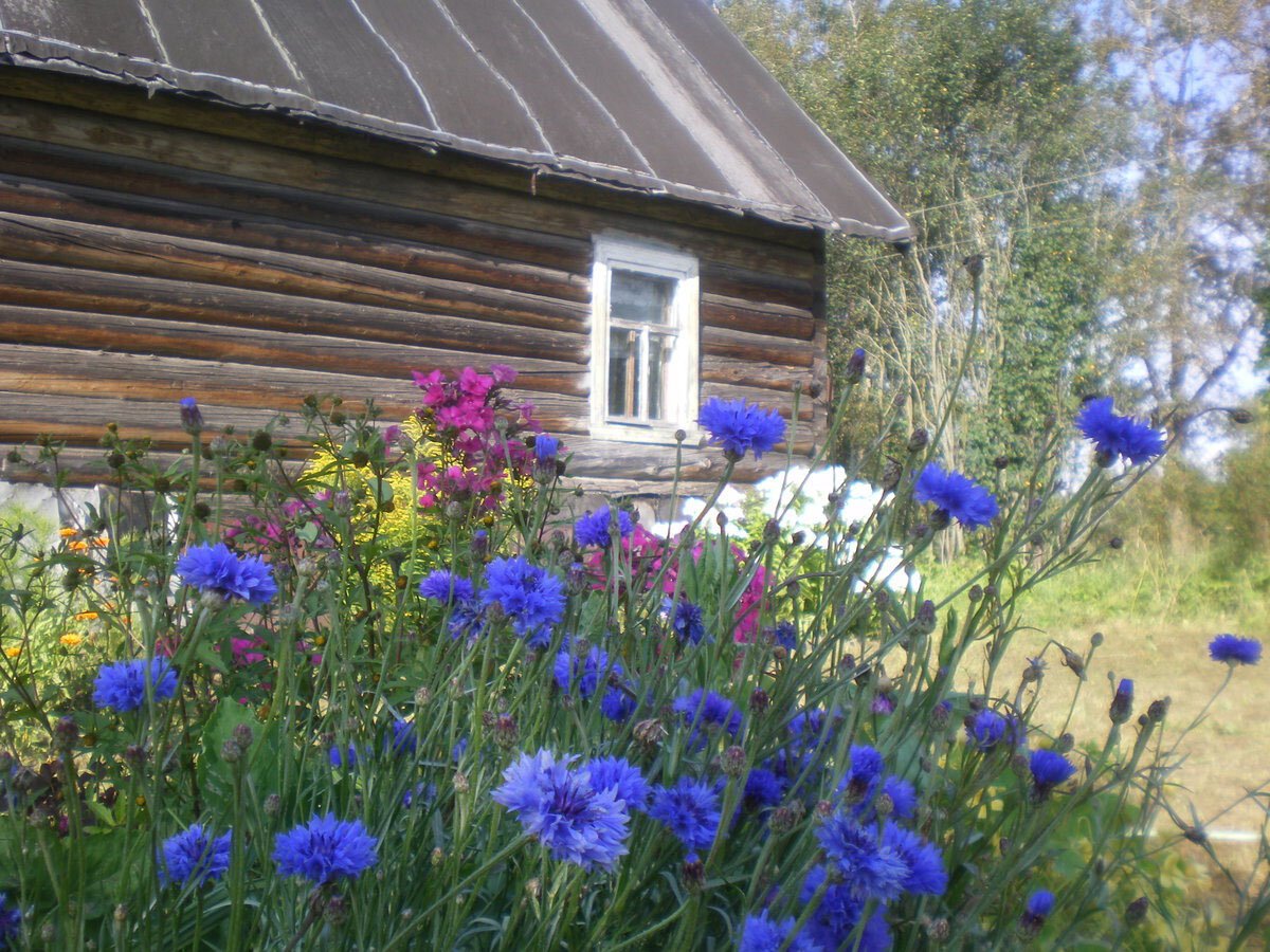 Полевые цветы в деревне
