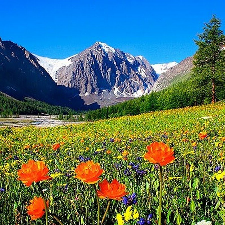 Алтайские горные цветы