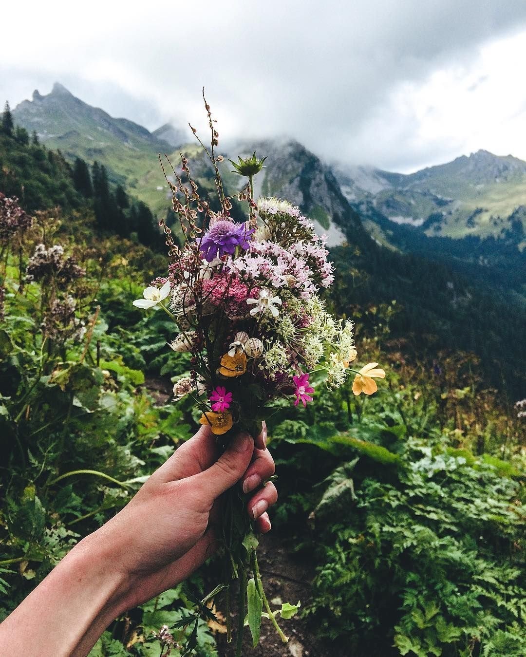 Алтайские горные цветы