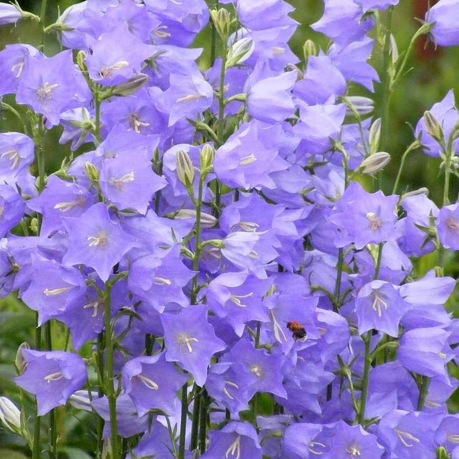 Колокольчик персиколистный (Campanula persicifolia l.)