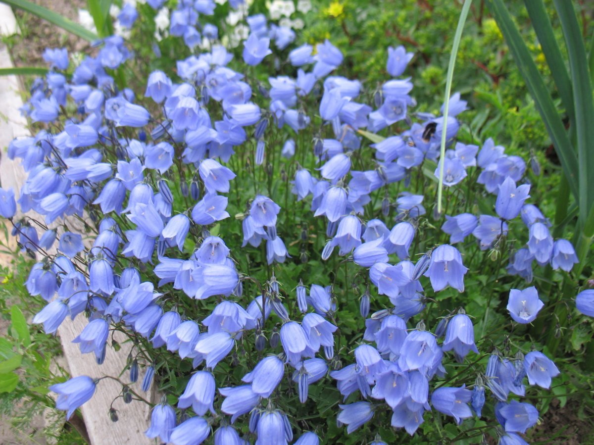 Многолетние цветы синие колокольчики