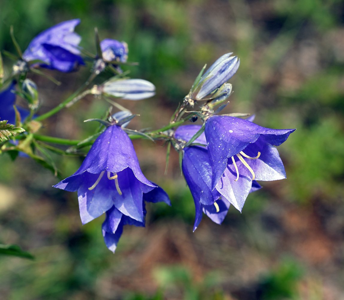 Колокольчик персиколистный (Campanula persicifolia)