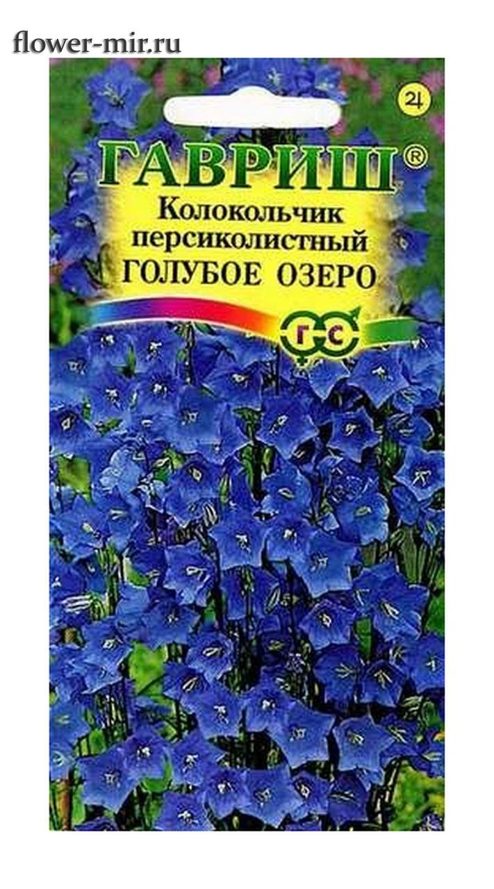 Колокольчик персиколистный листья
