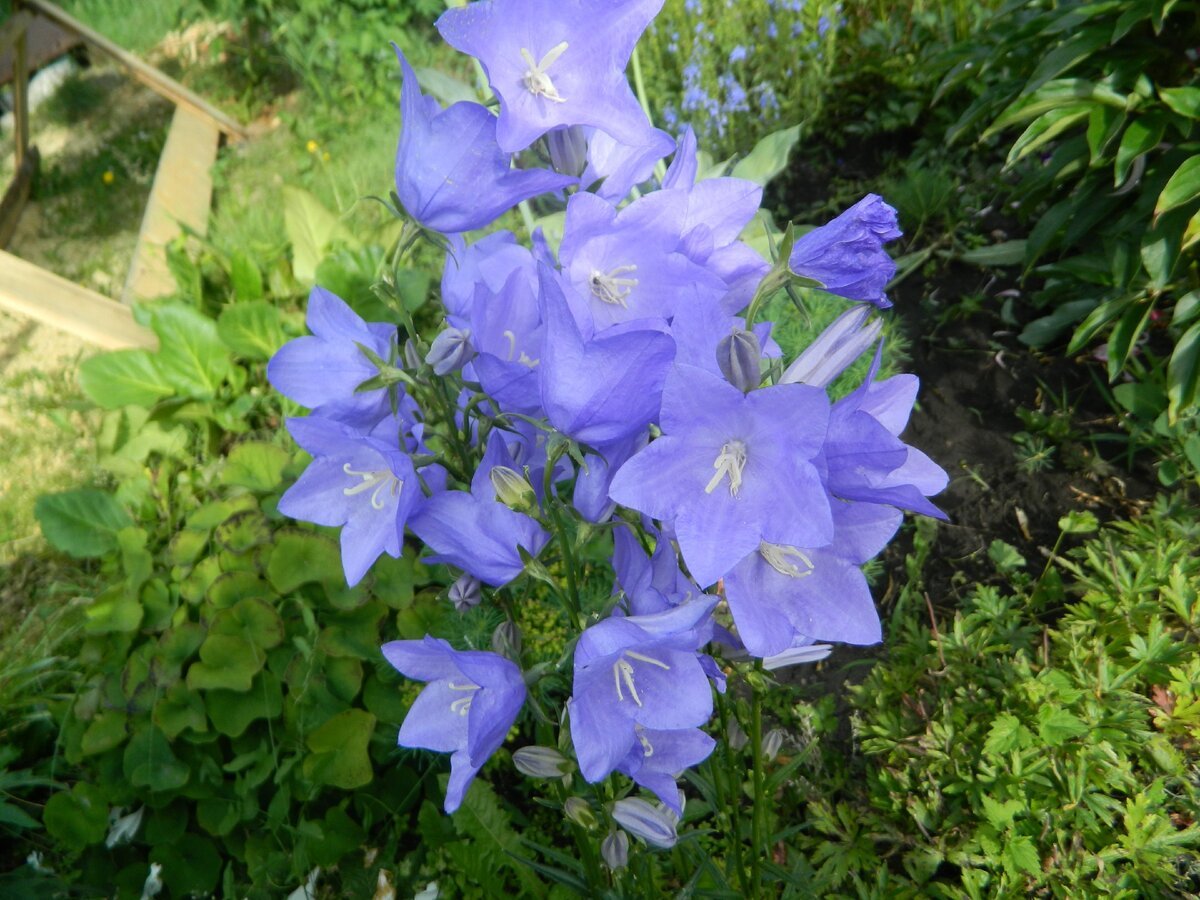 Campanula Medium l. колокольчик средний