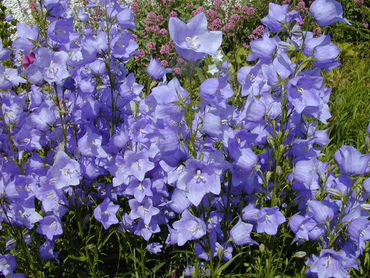 Колокольчик персиколистный (Campanula persicifolia l.)