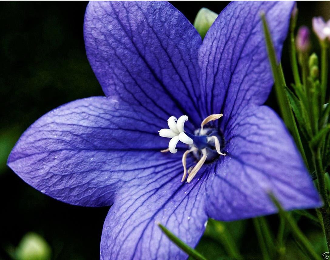Platycodon grandiflorus цветок