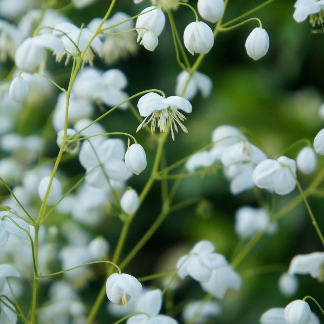 Василистник splendide White