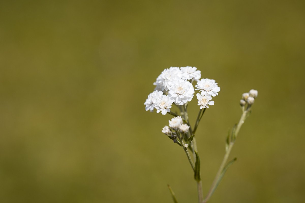 Ranunculus aconitifolius