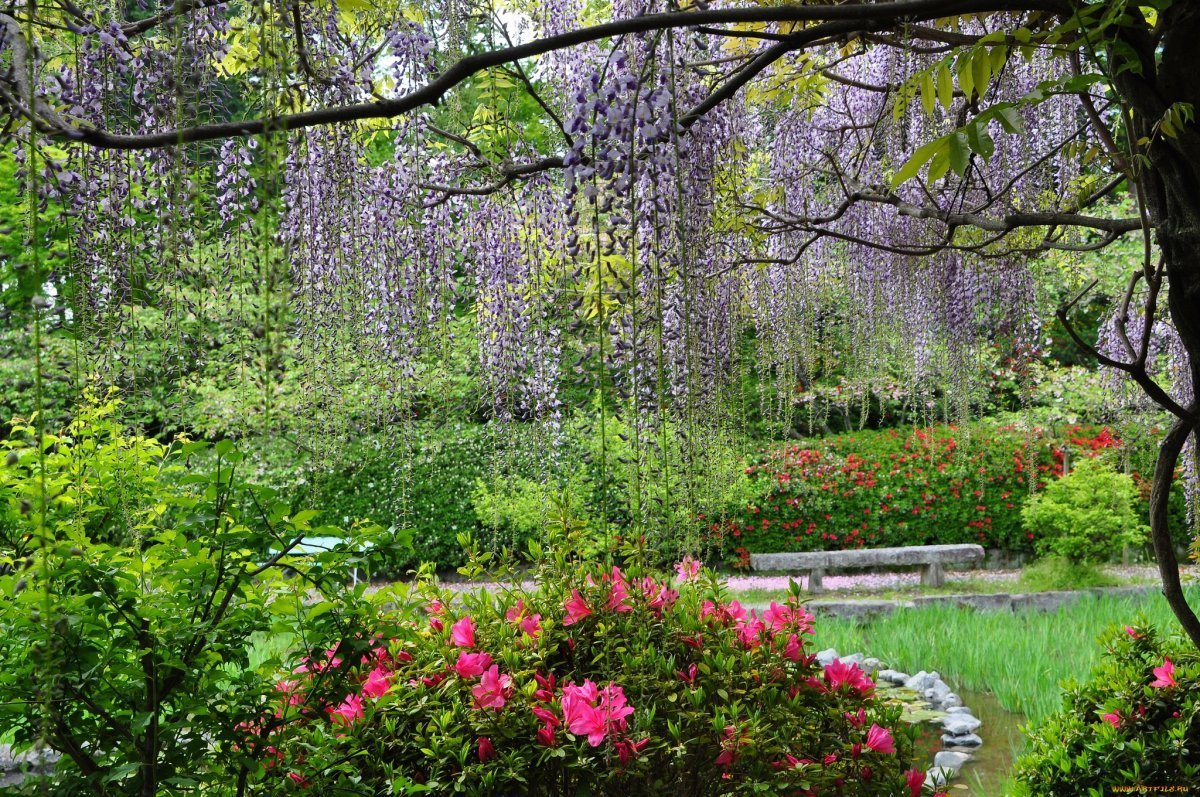 Весенний сад (Spring Topiary Garden)