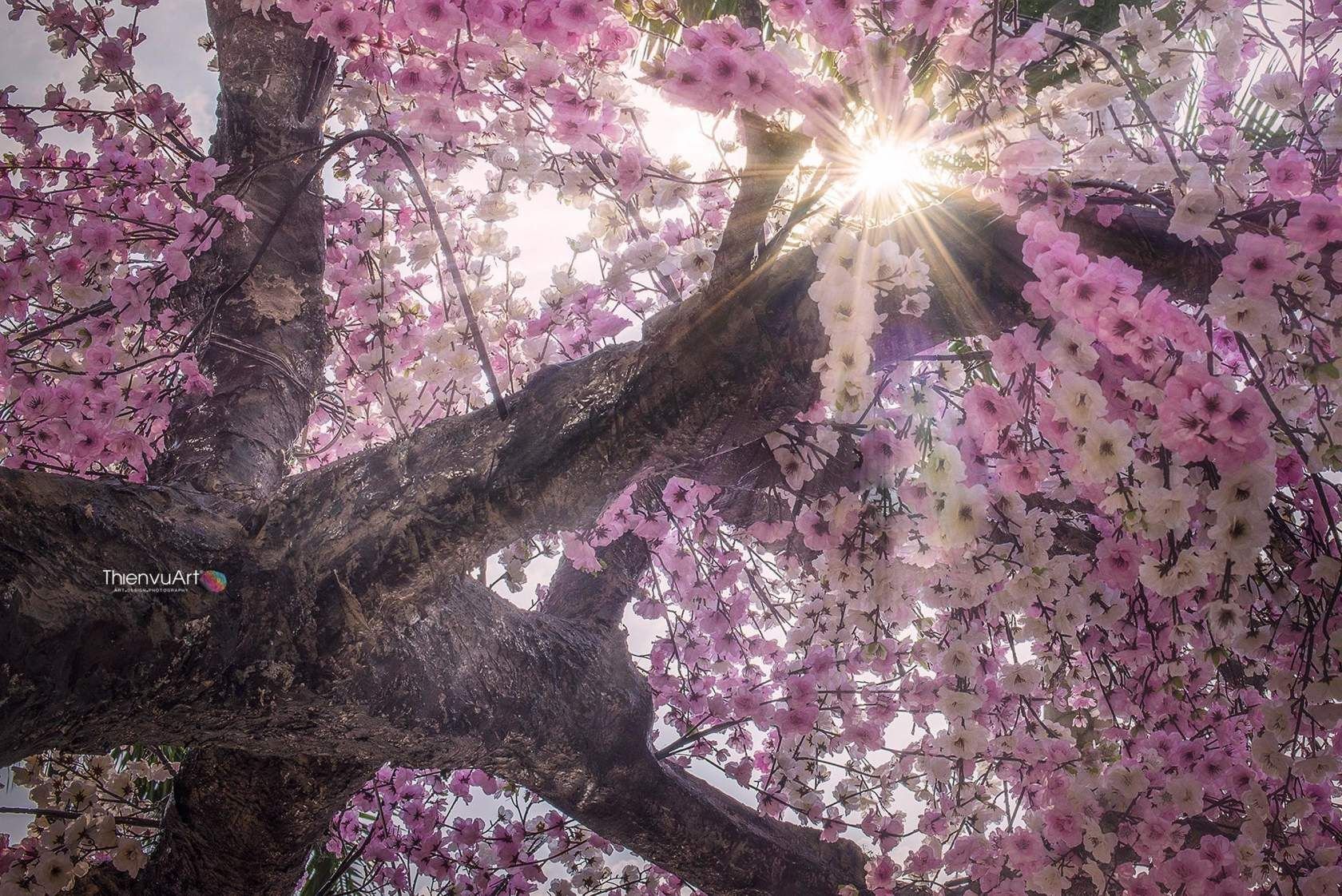 Что такое сакура дерево. Сакура дерево. Цветущая Сакура. Цветущие сады Сакуры. Цветущие деревья и солнце.