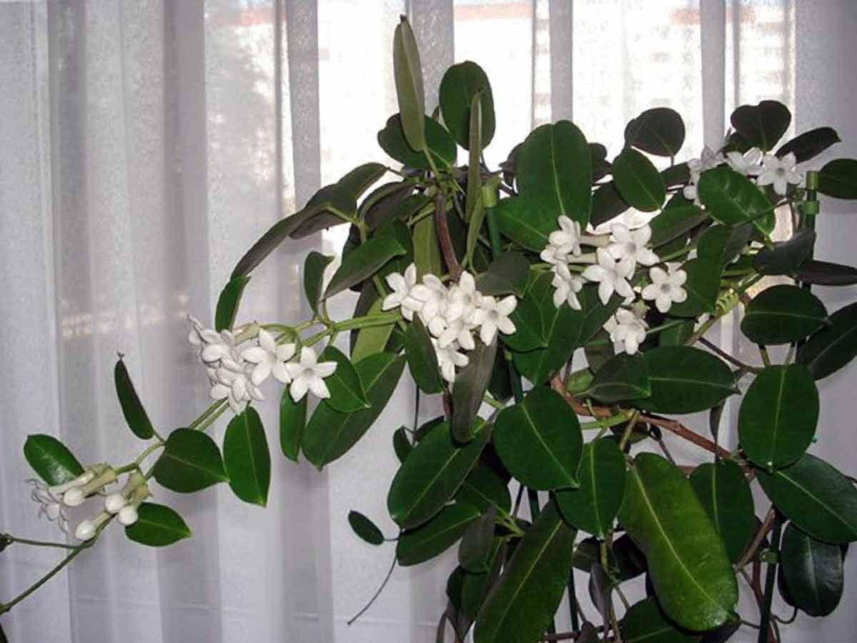 Комнатный Жасмин Стефанотис