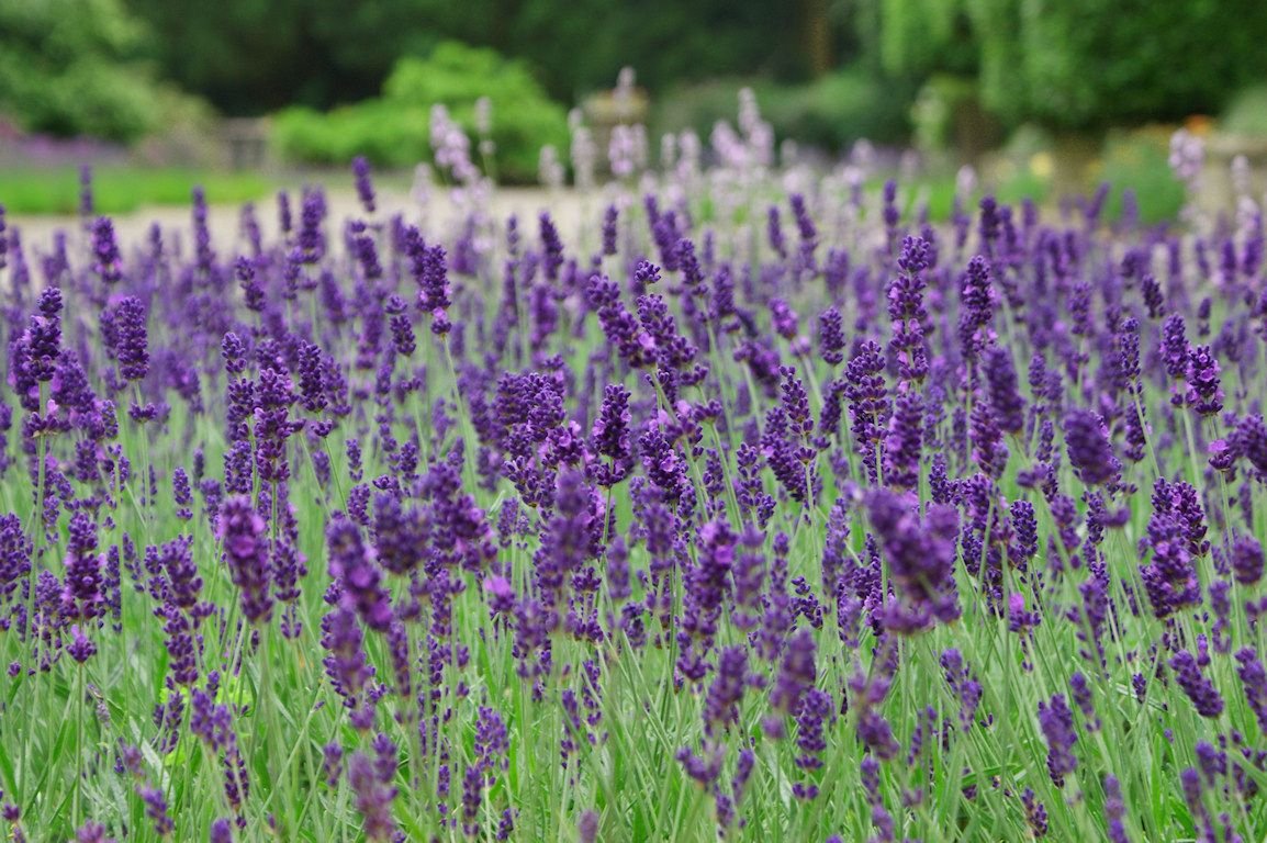 Lavandula latifolia