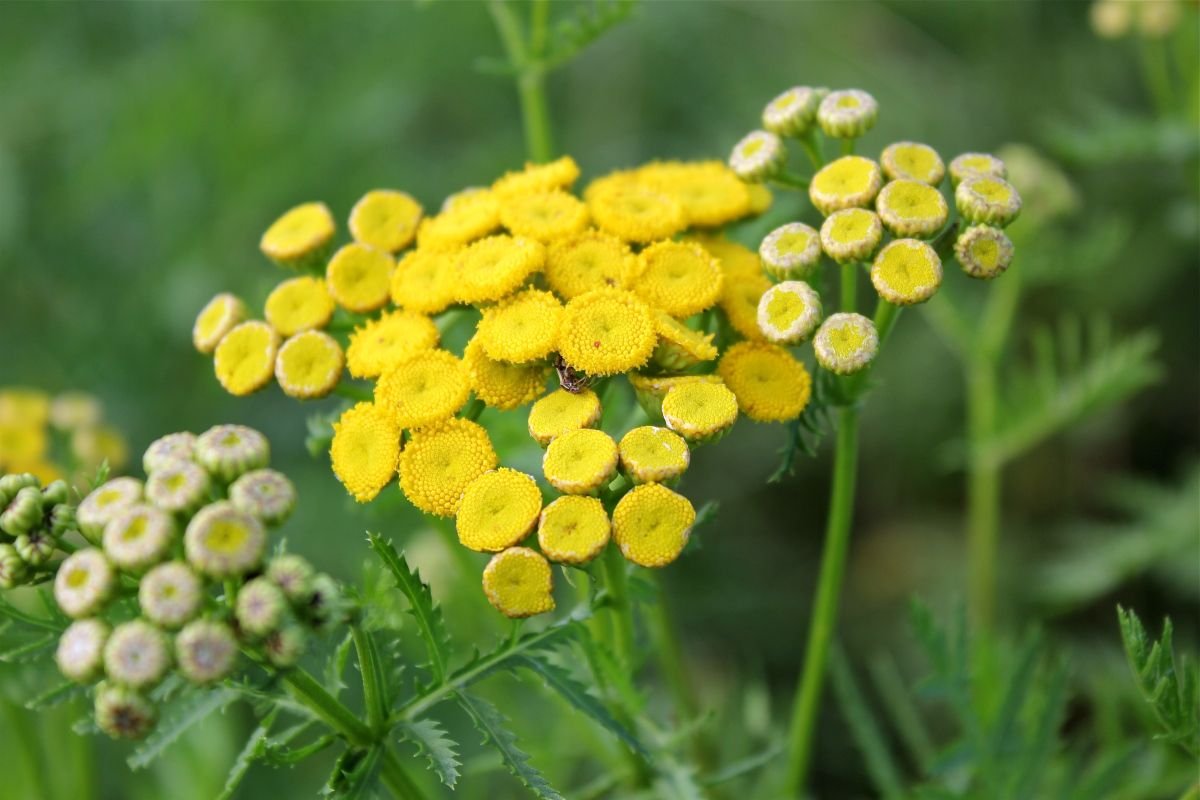 Пижма обыкновенная (Tanacetum vulgare)