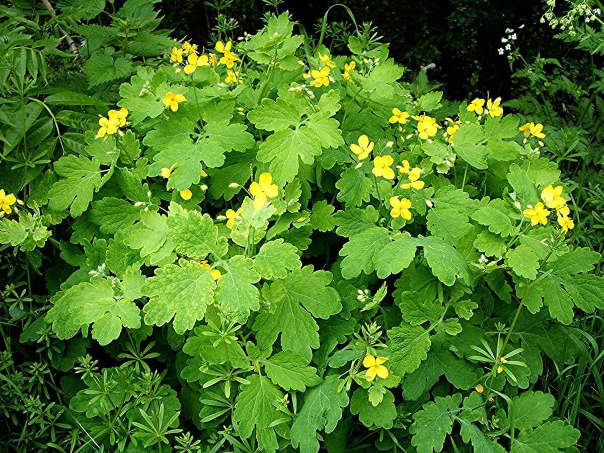 43. Чистотел большой (Chelidonium majus