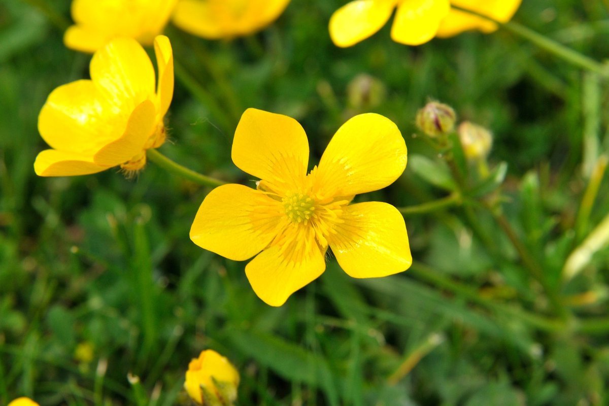 Buttercup Лютик