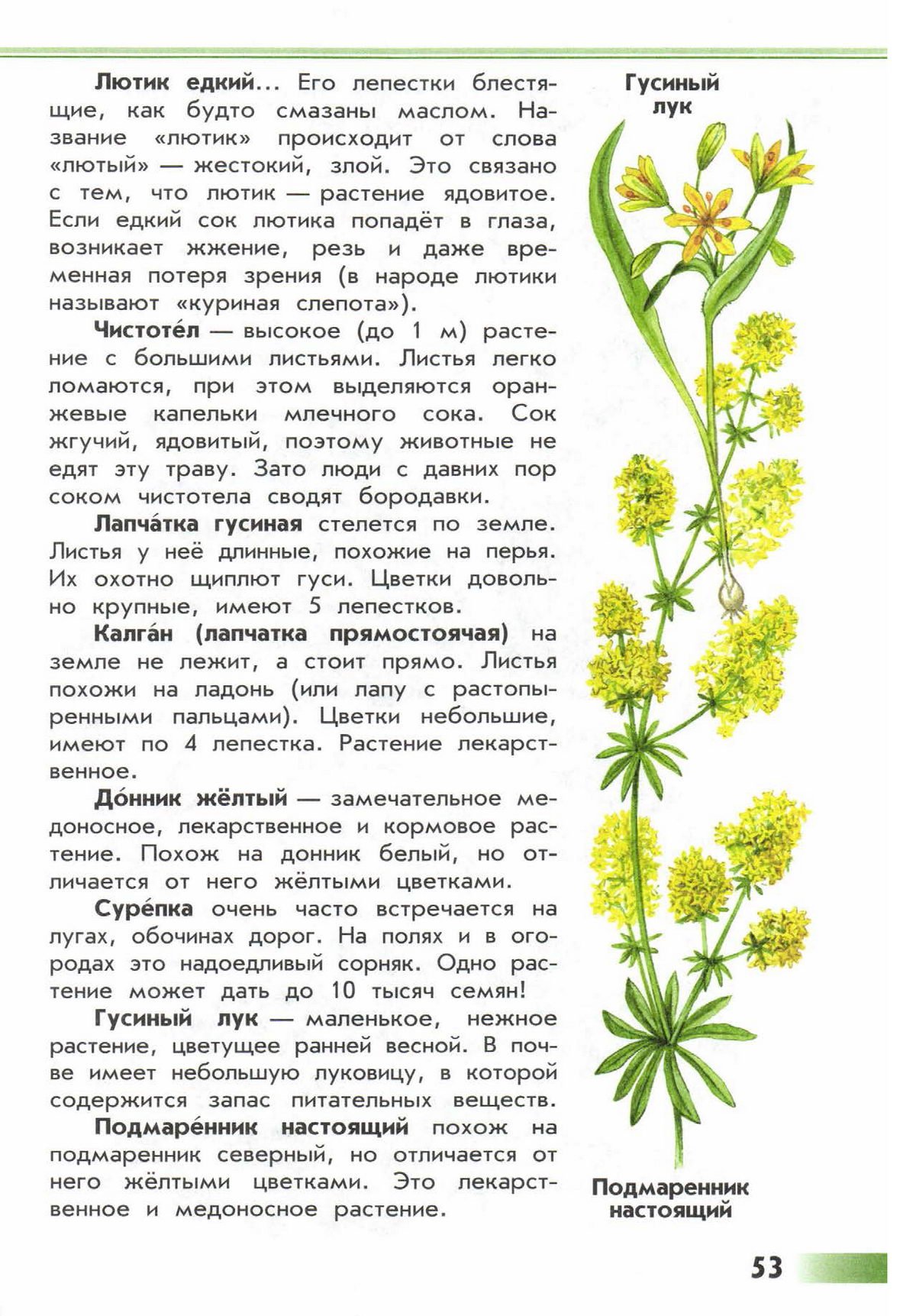 Атласом определителем цветы Лютик