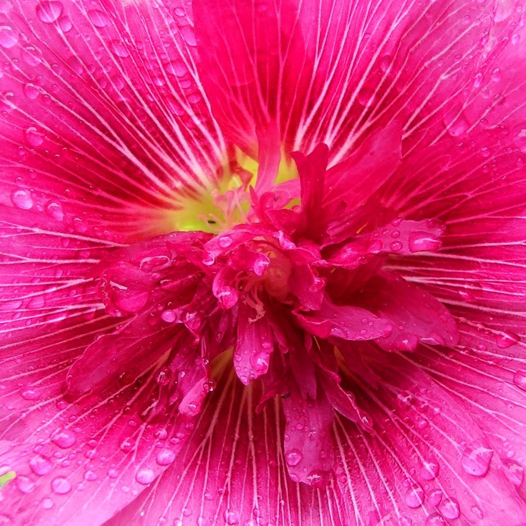 Pink basah