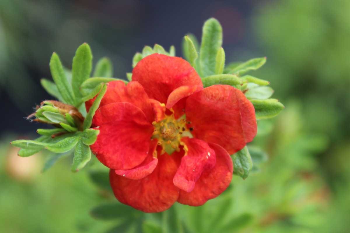 Лапчатка кустарниковая (Potentilla fruticosa Red Ace)