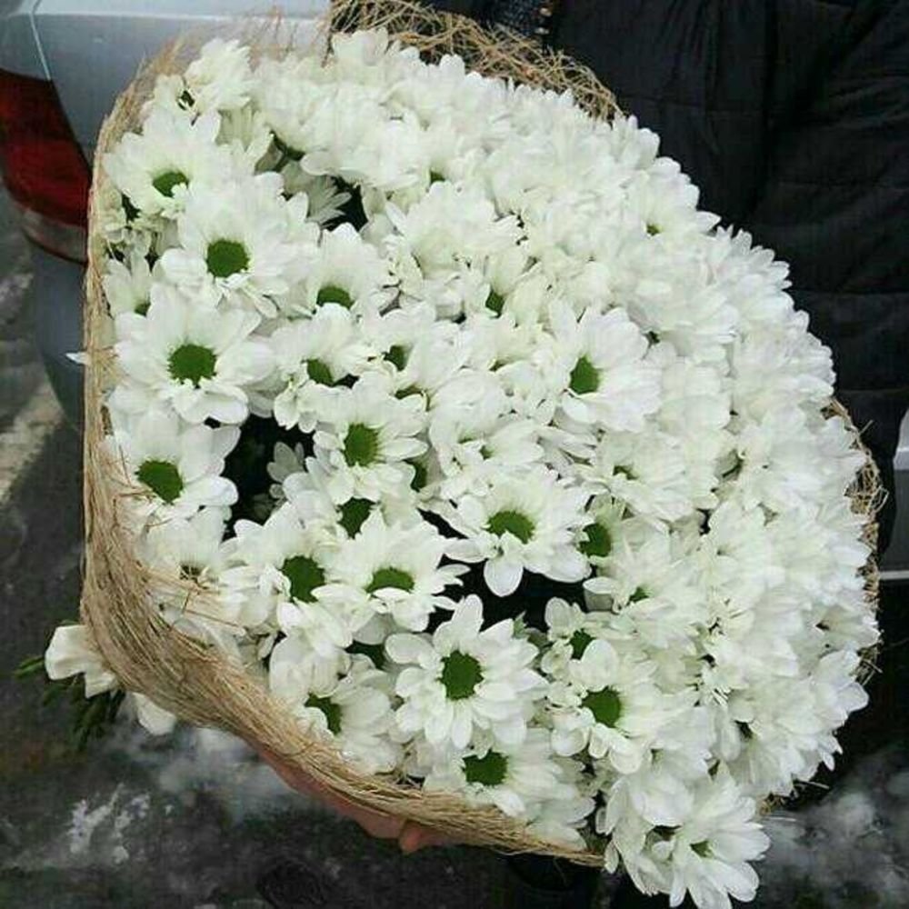 Огромный букет ромашковых хризантем
