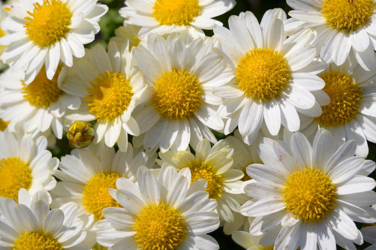 Chrysanthemum семейства Asteraceae