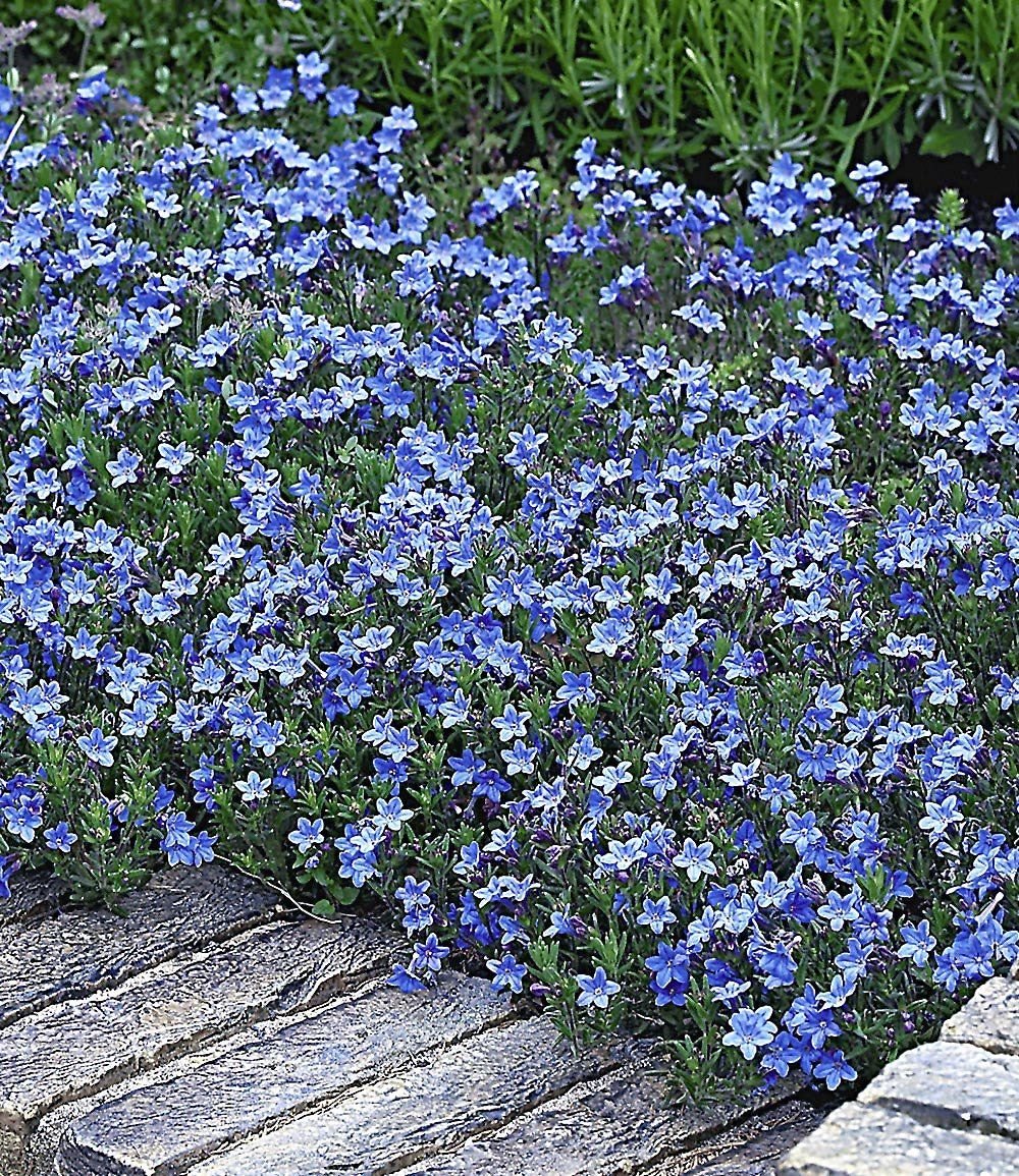 Литодора Heavenly Blue